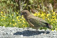 Kea (4 von 19).jpg